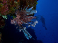   Invasive Lion Fish San Salvador Island Bahamas.Olympus E520 camera twin Inon strobes. actually swim upside down underside reefs overhangs. No photoshop color corrections. Bahamas. Bahamas strobes overhangs corrections  